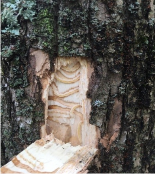 Green ash tree with EAB larval feeding on tree
